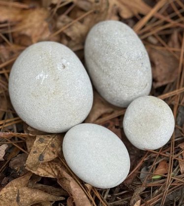 Wholesale White Tropical Beach Pebbles supplied in bags pallets and super sacks